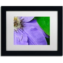 Trademark Fine Art "Clematis Abstract" Canvas Art by Kurt Shaffer White Matte, Black Frame
