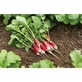 thumbnail image 2 of TomorrowSeeds - French Breakfast Radish Seeds - 1800+ Count - For 2026 Planting Red Pink White, 2 of 11