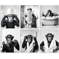thumbnail image 1 of Lote de 6 lienzos decorativos para baño, sin marco, impermeables, con divertidos chimpancés, en blanco y negro, de 8 x 10 pulgadas., 1 of 9
