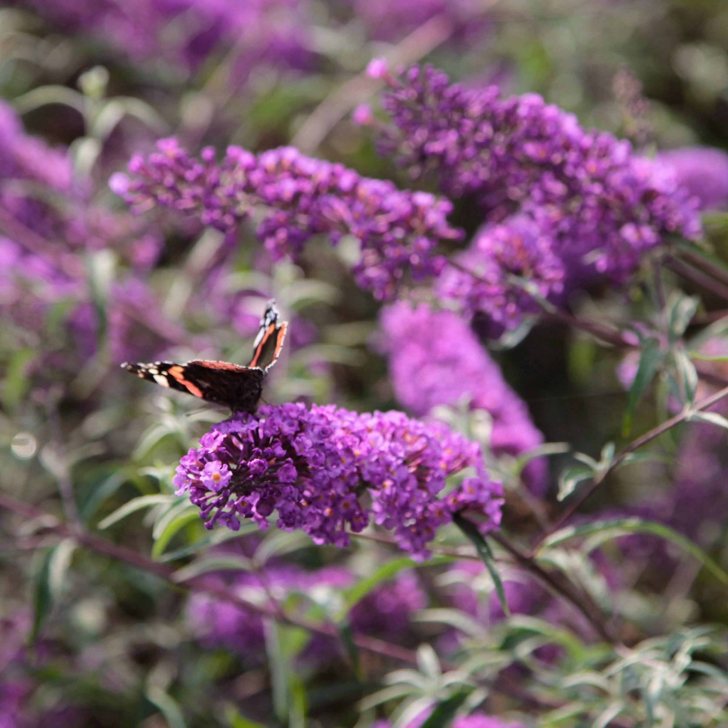 National Plant Network 3.25 in. Buddleia Nanho Purple (4-Pack)
