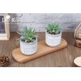 thumbnail image 2 of Set de plantas suculentas artificiales Der Rose para decoración del hogar, 2 of 7