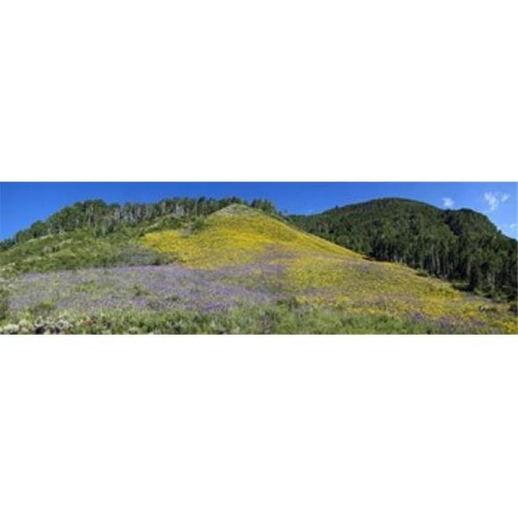 Sunflowers and larkspur wildflowers on hillside Colorado USA Poster Print by - 36 x 12