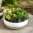 thumbnail image 3 of Element by Altman Plants Echeveria Succulents 4-Pack - Pet Friendly Plants - Full Sun - 1-Quart Pots, 3 of 11