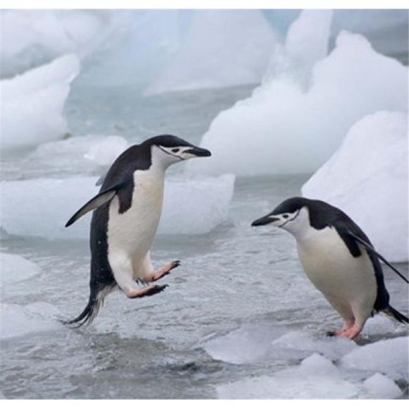 Danita Delimont PDDAN01KSU0113B Chinstrap Penguins On Ice Antarctica Poster Print by Keren Su, 12 x 12