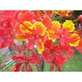 thumbnail image 2 of XINiHoXe 10 Peacock Flower 'Caesalpinia Pulcherrima' Plant Seeds, 2 of 3