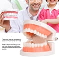 thumbnail image 4 of Modelo De Dientes Orales, Modelo De Encía Suave Modelo De Dientes Realistas Mano De Obra Exquisita Durable Para El Hogar Para El Modelo De Enseñanza De Cepillado De Jardín De, 4 of 7