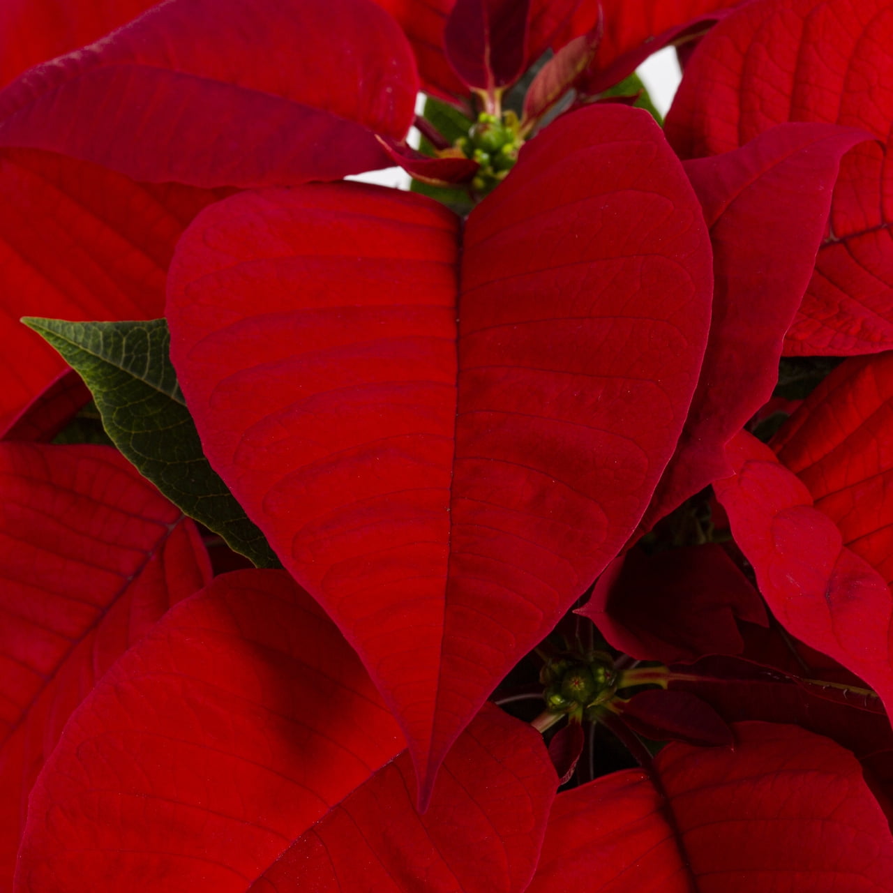 Expert Gardener Pint Red Poinsettia Live Plant Red Foil Cover Indirect Sun 6 Pack