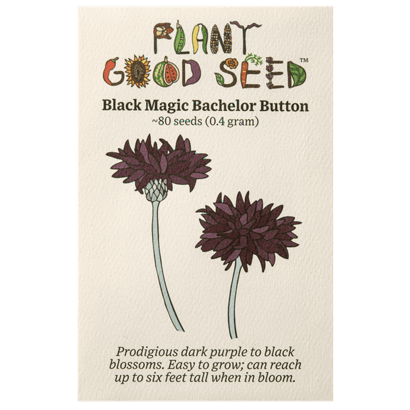 Plant Good Seed Black Magic Bachelor Button Seeds: Cornflower, Dark Purple Blossoms Full Sun Annual