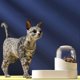 thumbnail image 4 of 2 Pieces Automatic Food and Water Dispenser for Cat Dog, 2-in-1 Set Feeders and Drinkers for Pets Capacity 2L (Orange), 4 of 5