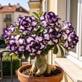 thumbnail image 2 of Premium Desert Rose For Planting-Exquisite Variegated Blossoms-Ideal Yard & Patio Decoration(Non-Artificial), 2 of 5