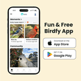 thumbnail image 6 of Birdfy Smart Bird Feeder with Camera, 1080P HD, 60FPS Video, AI Bird Identification, Night Vision, Cloud Storage, Suet Holder, Gift for Bird Lovers, Metal V, 6 of 12