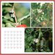 thumbnail image 3 of unbranded 100Ud Clip De Injerto Para Plantas Soporte Vertical Para Cultivos Material Plástico, 3 of 8