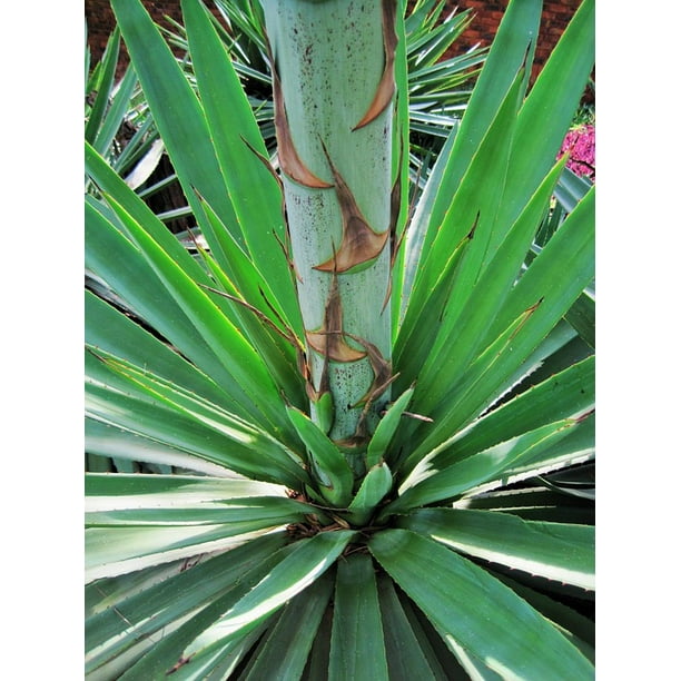 pix Spiky Leaf Plant sisal thick spiky leaves stem plant base 12 inch by 18 inch laminated poster with bright colors and vivid imagery fits perfectly in many attractive