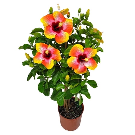 Tropical Plants of Florida 34" to 38" Braided Fiesta Hibiscus Tree; Full Sun, Flowering Plant