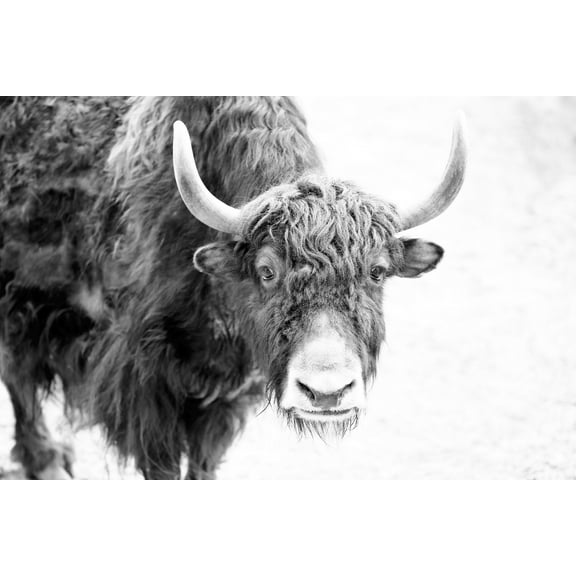 Marmont Hill Buffalo Forward Canvas Wall Art