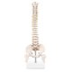 thumbnail image 3 of Miniature Spine Anatomy Model, 15.5inch Mini Vertebral Column Model with Spinal Nerves, Pelvis, Fem, 3 of 5
