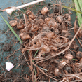 thumbnail image 5 of 20 Crocosmia Bulbs Yellow Color Flowers - Easy to Grow, Amazing Color, 5 of 5