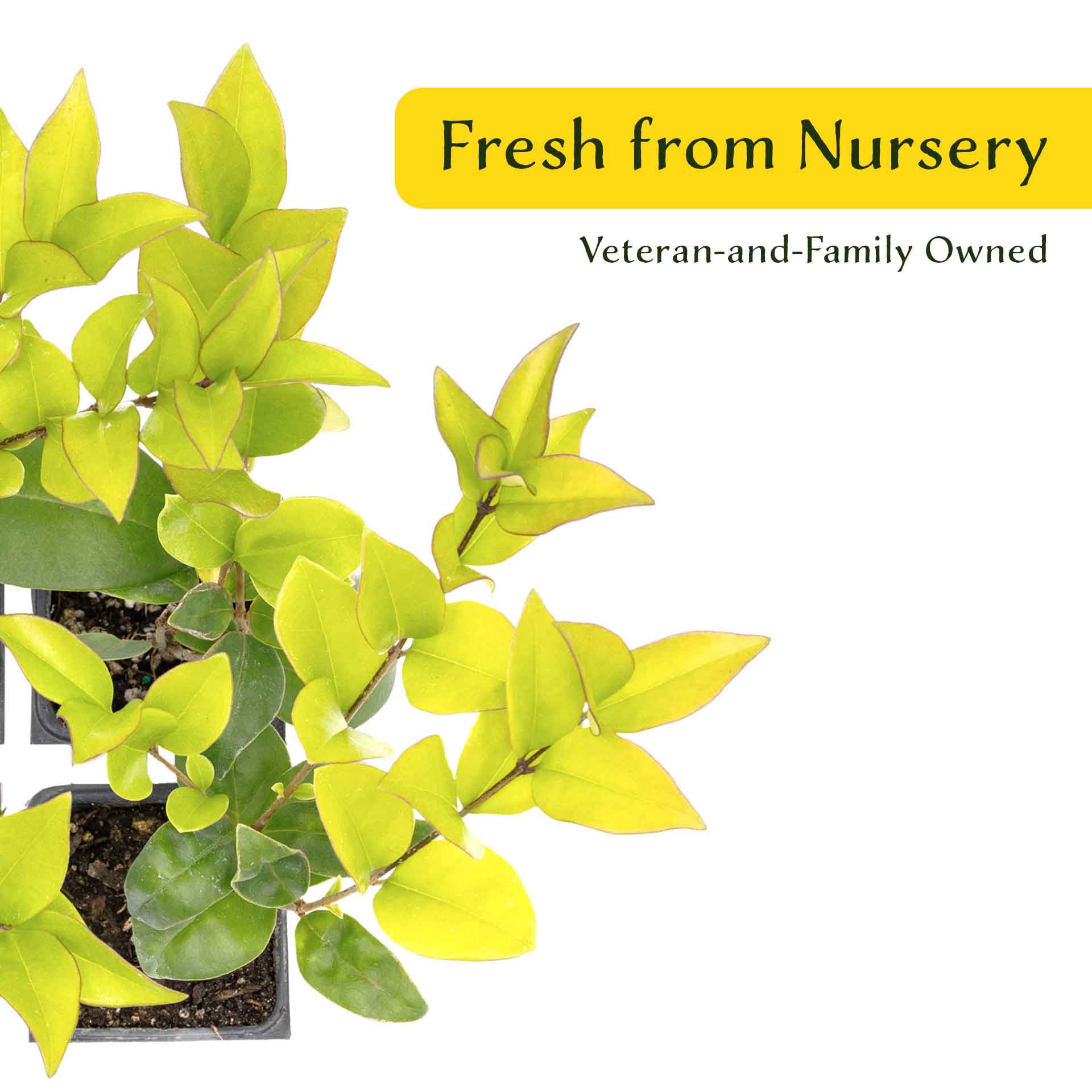 2 Waxleaf Privet Plants in 3.5” Cubes | Live Evergreen Shrub with Dense Glossy Foliage | Fast-Growing Perennial Hedge for Privacy Screens, Landscaping, & Containers (Ligustrum japonicum ‘Texanum’)