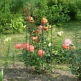 thumbnail image 7 of ABORON 3 Pack Garden Trellis for Climbing Plants, 17.7" x 47.2" Metal Rustproof Black Peony Cage, Outdoor Indoor Flowers Potted Obelisk Trellis for Cucumber Vine Lily Rose Plant Support, 7 of 7
