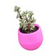 thumbnail image 4 of Maceta Suculenta Mini Contenedor De Flores Para Plántulas Maceta De Plástico Para Jardín Patio Balcón, 4 of 7