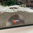 thumbnail image 5 of Shrimp Breeding Protector Cave Aquarium Tunnel Play and Rest Fish Tank -Landscape Ornaments Green Type, 5 of 5