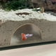 thumbnail image 5 of Shrimp Breeding Protector Cave Aquarium Tunnel Play and Rest Fish Tank -Landscape Ornaments Green Type, 5 of 5