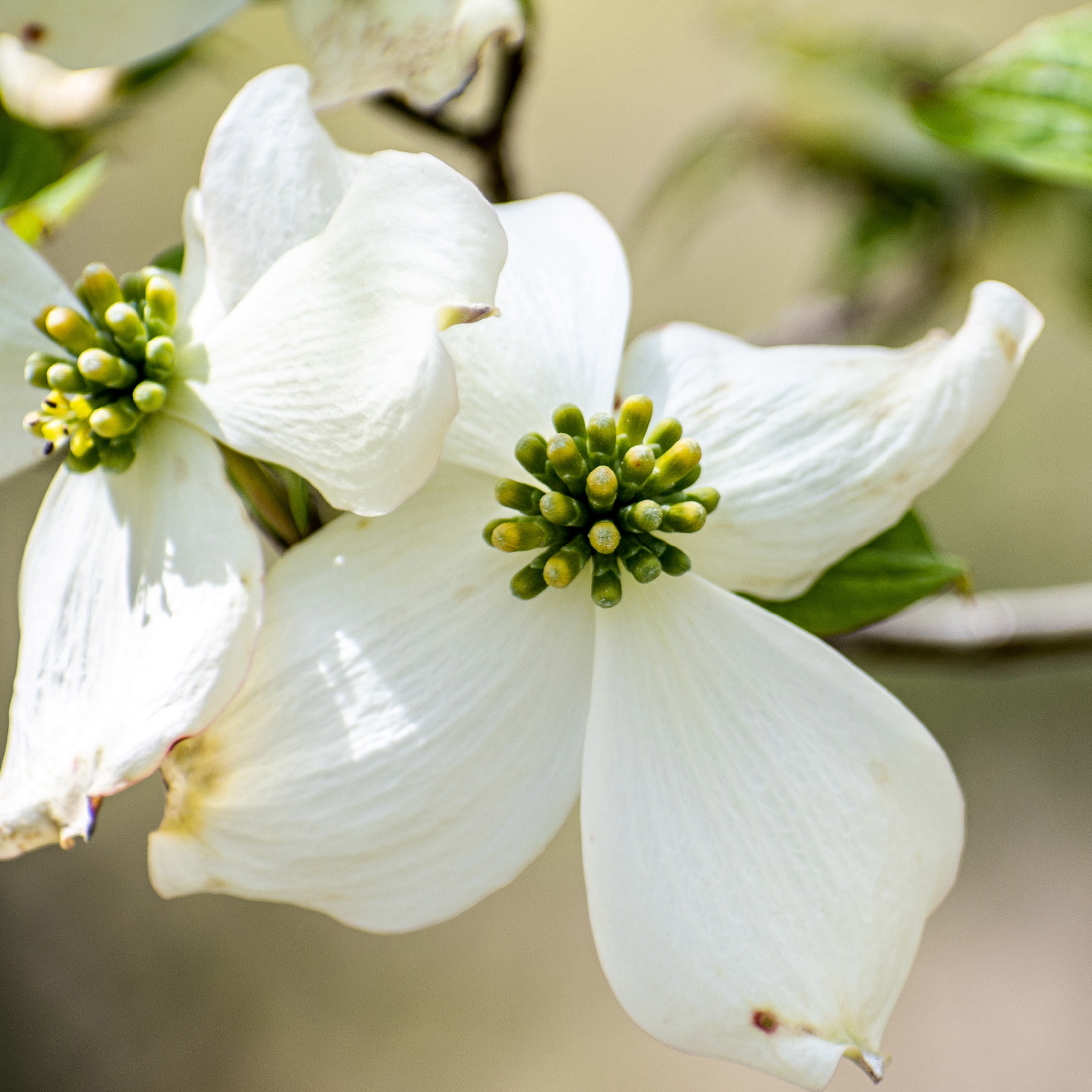 Expert Gardener 1.5-2 ft tall Appalachian Spring Dogwood Live Tree in 3-Gallon Grower Pot