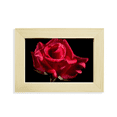 thumbnail image 1 of Roses Rouges Foncées Fleurs Bureau Décorer Photo Cadre Image Art Peinture 5 X 7 Pouces, 1 of 3