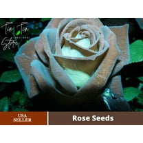 30 Rare Seed-Chocolate Mint Rose Seed- #1079-Authentic Seeds-Flowers-Seeds-Rose seeds-Herb seeds-Vegetable Seeds-Mix Seeds for Plant- B3G1