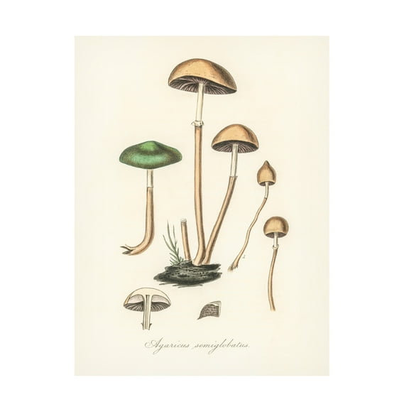 Trademark Fine Art Pictufy Agaricus Semiglobatus Canvas Wall Art