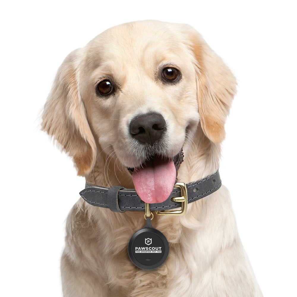 pawscout dog tag