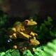 thumbnail image 4 of ColoMX 2 Unids Frog Estatua Adorno Hogar Rana Figuras En forma de Figuras Decoración para el Hogar Desktop Fun Frogs Decoraciones, 4 of 7