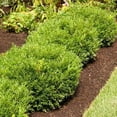 thumbnail image 6 of Soft Touch Compact Japanese Holly I 1 Live Quart Size Plant  Dense, Evergreen Shrub Ideal for Low Borders and Decorative Landscaping, 6 of 9