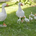 thumbnail image 5 of Long Lasting Decorative Duck Fountain - Simulated Duck Statue for Yard - Anti-fade Landscaping Ornament, 5 of 8