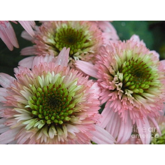 Toadstool Seeds 50 Double Pink Green Coneflower Seeds, Echinacea Perennial Flower Garden Plant