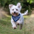 thumbnail image 6 of Promoted to Big Brother Dog Bandana 2 Pack Plaid Dog Bandana Triangle Pet Dog Scarf Pregnancy Announcement Dog Bandana Gender Reveal Dog Outfit Gift for Dog Lover Owner (Blue,Red) Small, 6 of 6