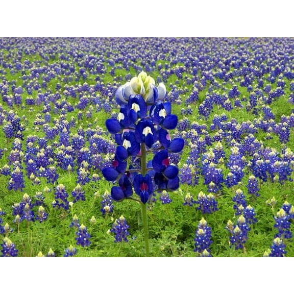 Lupine Texas Bluebonnet Nice Garden Flower 25 Seeds