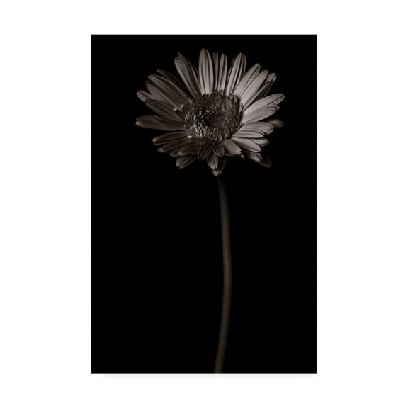 Trademark Fine Art 'Gerber Daisy Copy' Canvas Art by Lori Hutchison