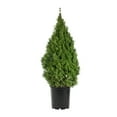 thumbnail image 2 of (2 pack) Expert Gardener 2.5QT Alberta Spruce Dwarf Live Shrub Plant Sun, 2 of 8