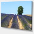 thumbnail image 2 of Beautiful Rows of Lavender in France - Landscape Canvas Wall Art, 2 of 3