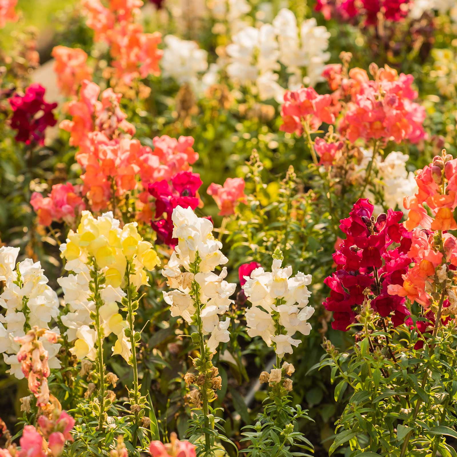 Snapdragon Flower Seeds - Sonnet Series F1 - 1000 Seeds - Mix Colored Blooms - Annual Flower Garden - Border Flowers