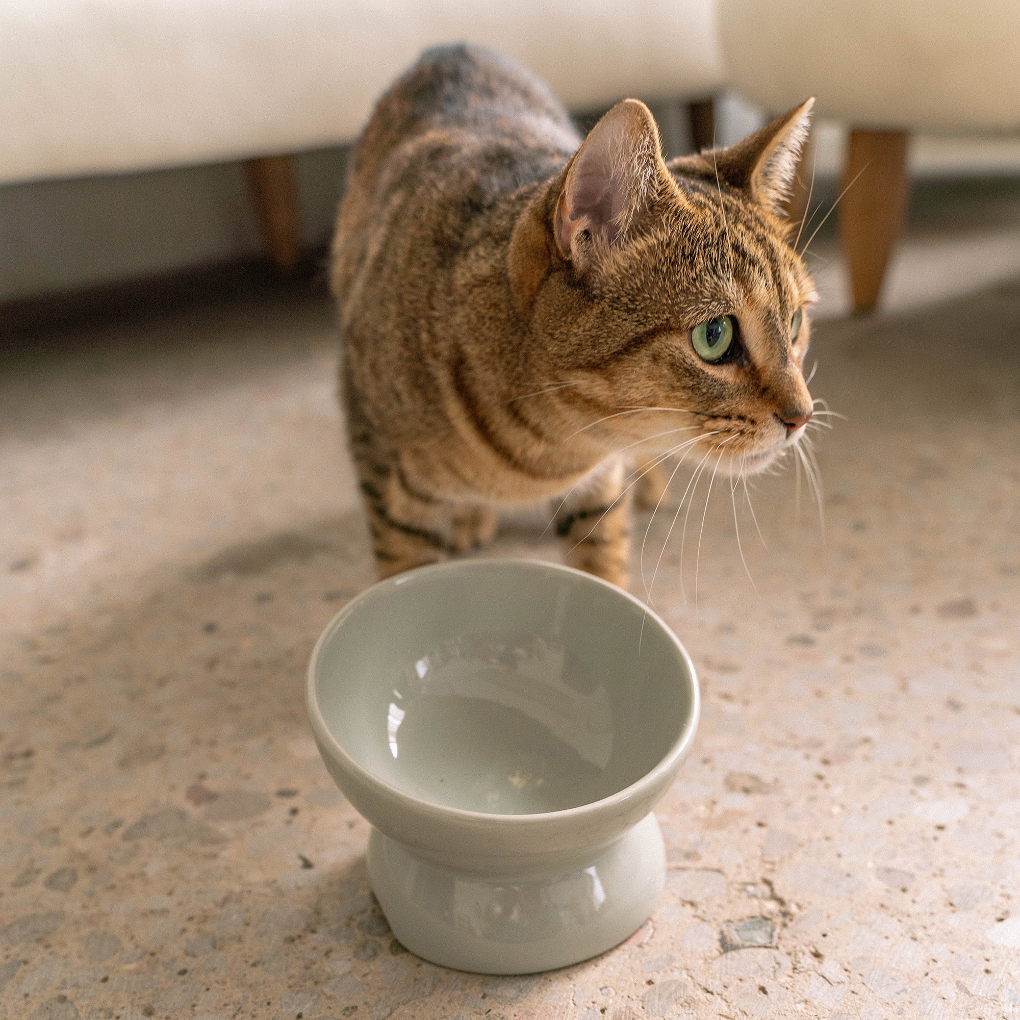 Dexypaws: Elevated Ceramic Cat Bowl - Desert Green - 7oz, Pet Feeding Dish, Meals, Food & Water, Ergonomic Height, Tilted-Raised, Stylish Gloss Design