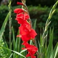 thumbnail image 4 of Mirella Hardy Mini Gladiolus Flower Bulbs - 10 Bulbs per Pack - Attracts Butterflies and Hummingbirds - Deer Resistant - Good as Cut Flowers - Grows Well In Containers - Perennializing - Live Garden, 4 of 6