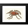 thumbnail image 2 of George Shaw 18x13 Black Modern Framed Museum Art Print Titled - Bird-Catching Spider (1789-1813), 2 of 5