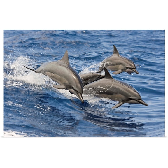 Great BIG Canvas | Rolled Dave Fleetham Poster Print entitled Hawaii, Spinner Dolphins (Stenella Longirostris) Leap Into The Air At The Same Time