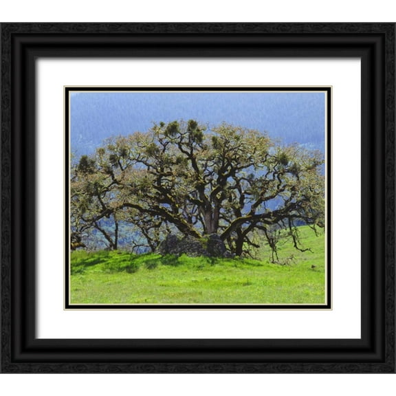 Talbot Frank, Christopher 31x26 Black Ornate Wood Framed with Double Matting Museum Art Print Titled - California Oak tree in a clearing in the forest