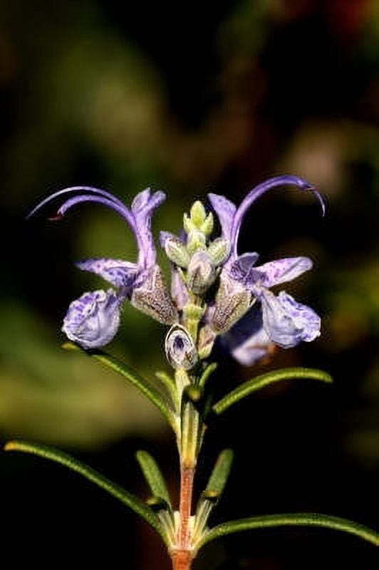 Rosemary Essential Oil - 100% Pure and Natural by Silky Scents