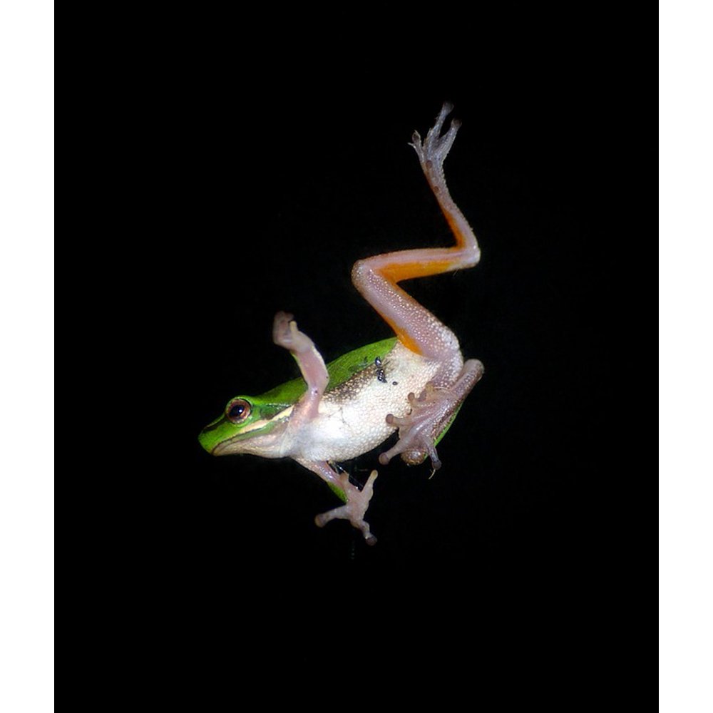 Frog Movement Motion Jump Green Tree Frog Falling20 Inch By 30 Inch