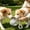 Gray, variant on 2 in 1 Portable Dog Water Bottle, Plastic Dog Water Bottle with Silicone Foldable Bowl, Leak-Proof 2 in 1 Portable Small Dog Water Bottle, Outdoor Travel Water Bottle