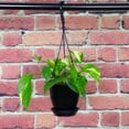 thumbnail image 3 of Live Golden Pothos Plant - 4" Hanging Pot - Black, 3 of 5